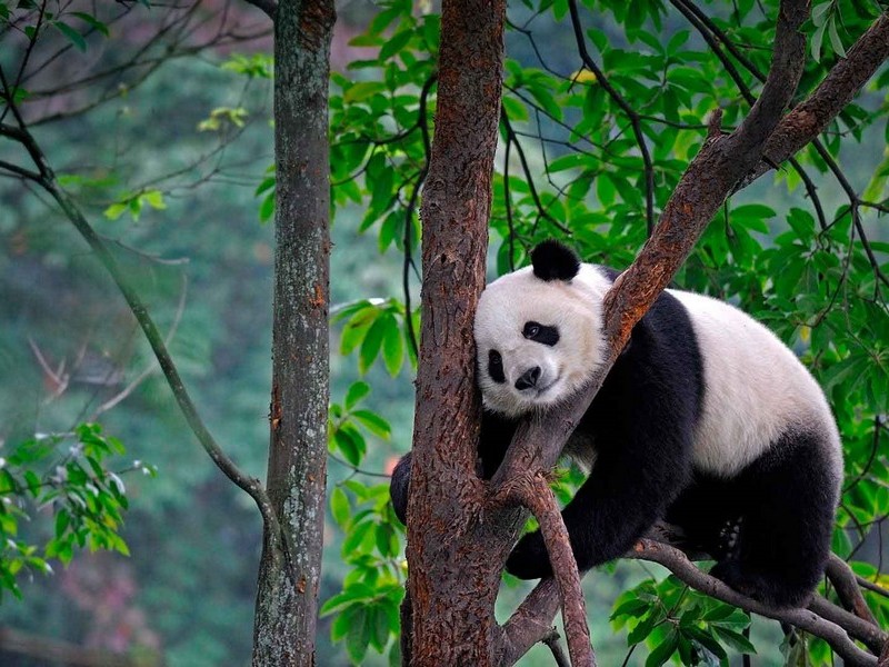Панды лазят по деревьям